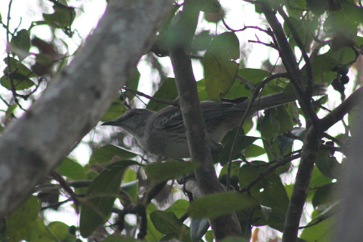 Пересмішник карибський - ML646332505