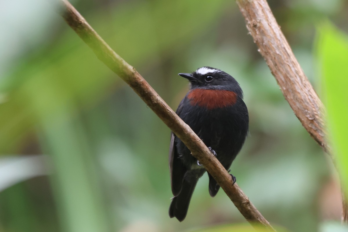 Maroon-belted Chat-Tyrant - ML646332506