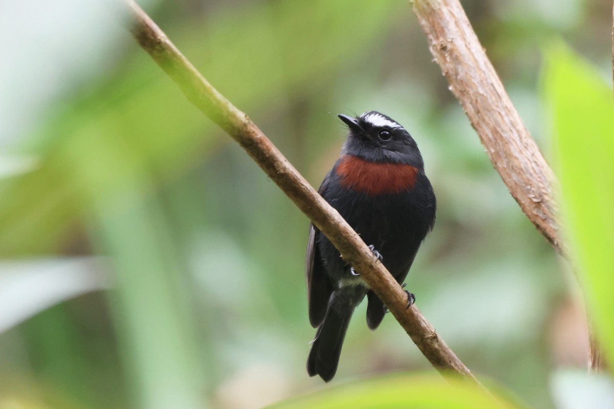 Maroon-belted Chat-Tyrant - ML646332507
