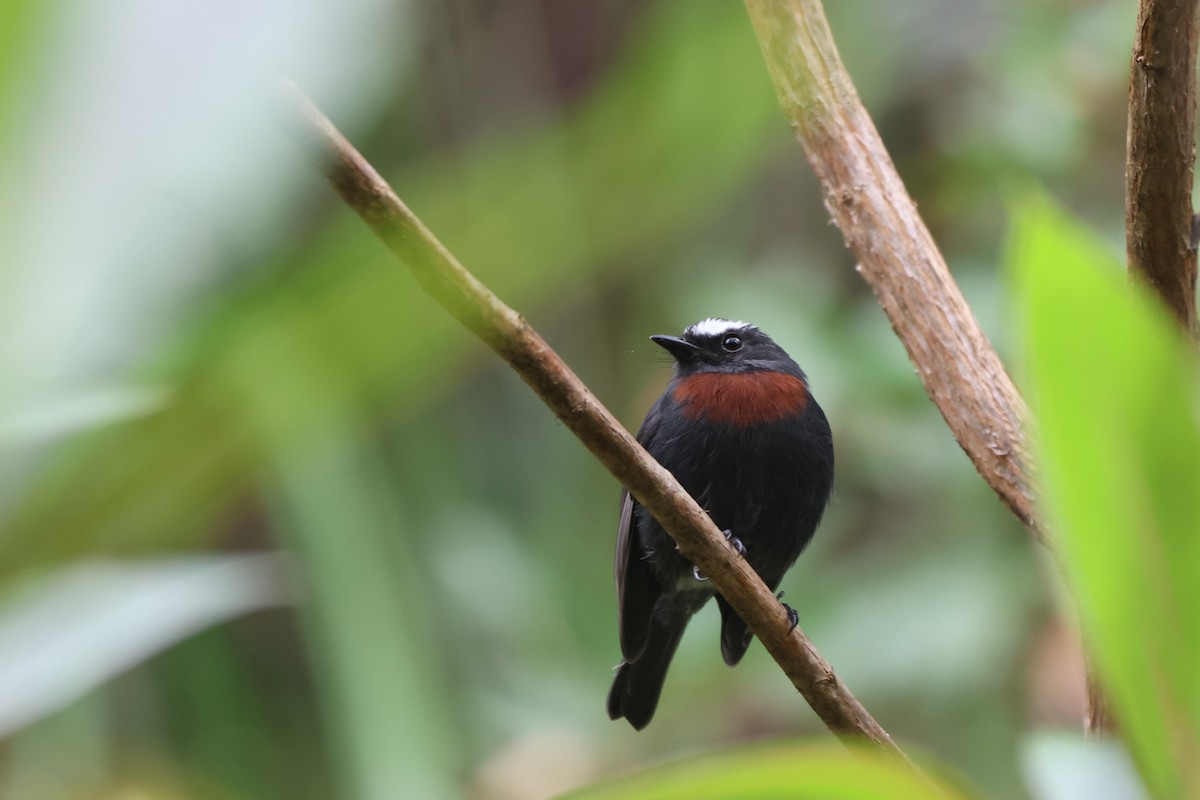 Maroon-belted Chat-Tyrant - ML646332508