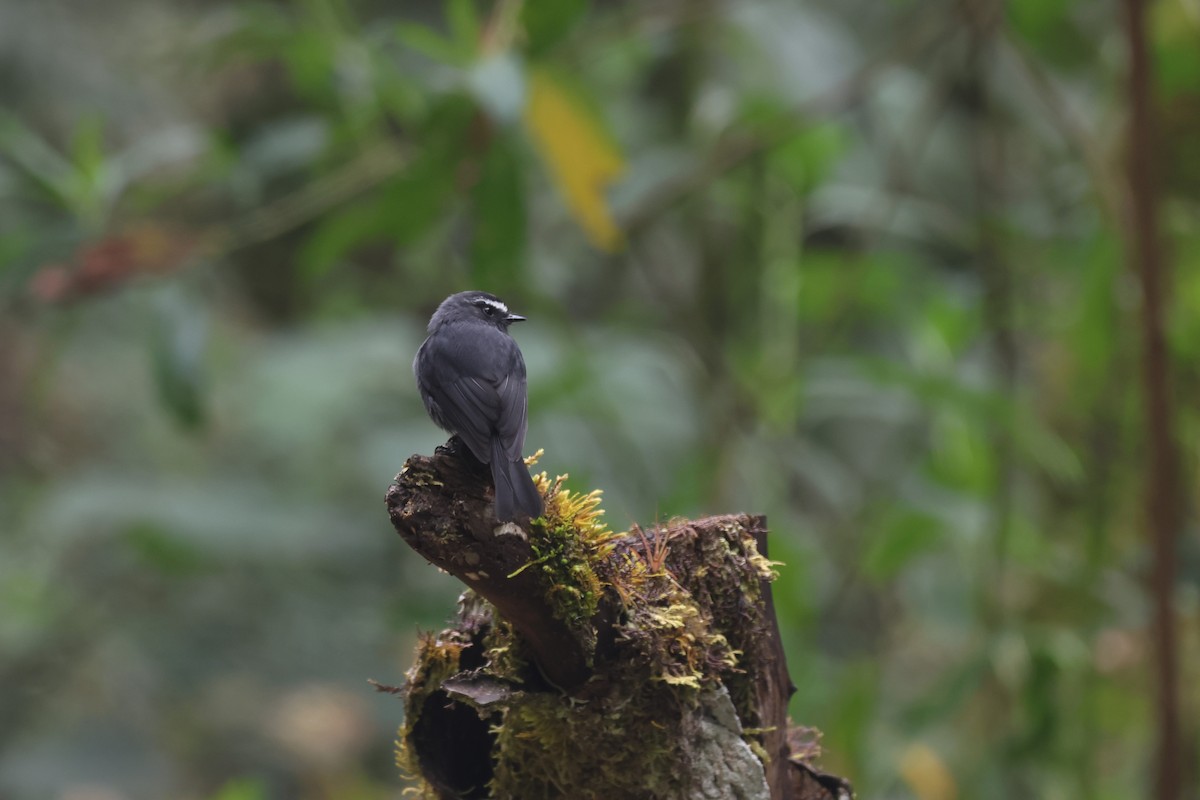 Maroon-belted Chat-Tyrant - ML646332509
