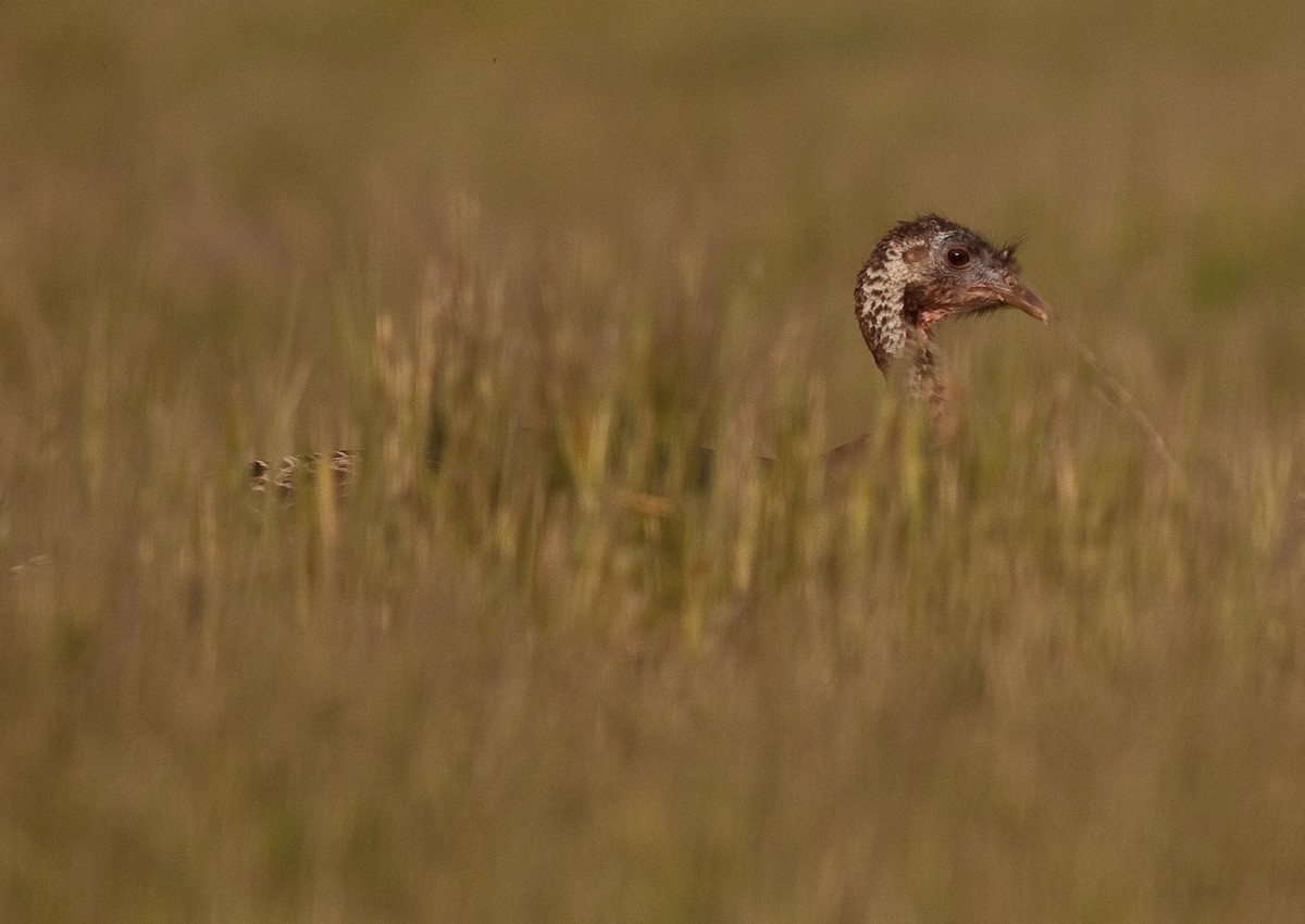 Wild Turkey - ML646332514