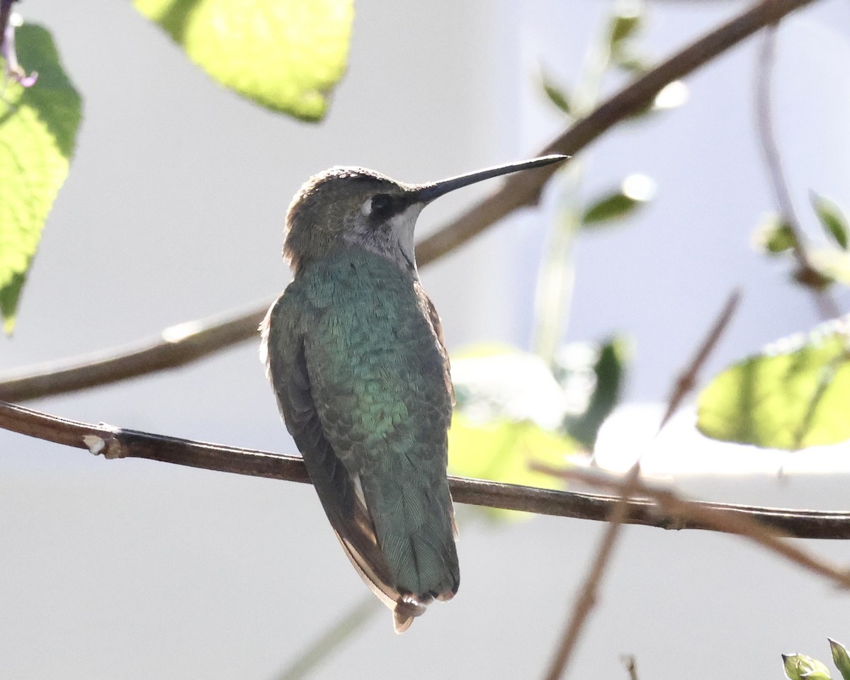Black-chinned Hummingbird - ML646332517