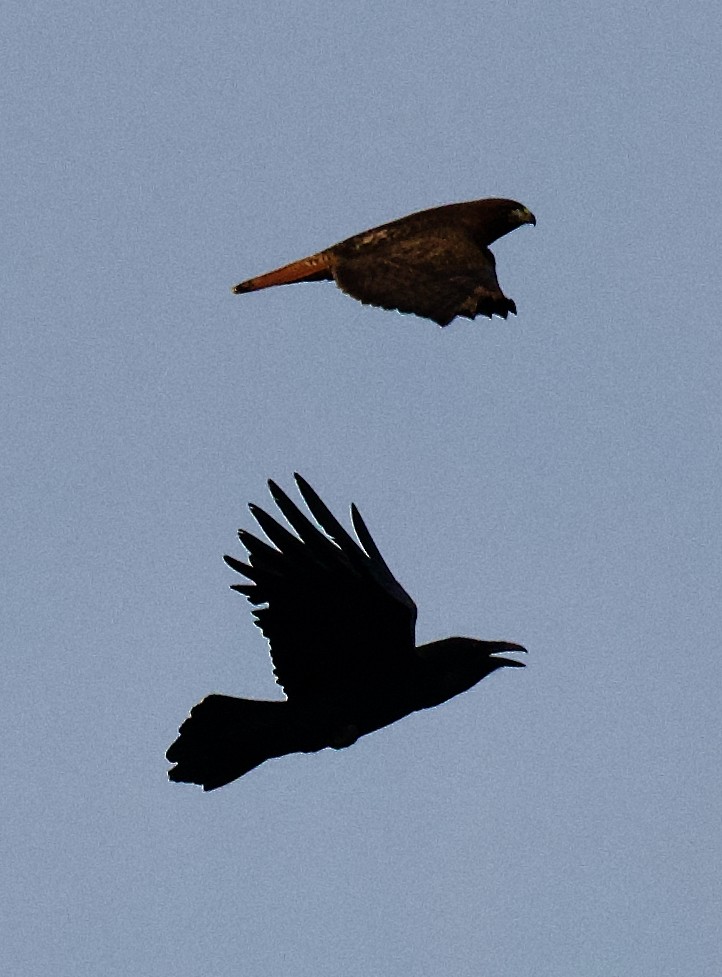 Common Raven - ML646332519