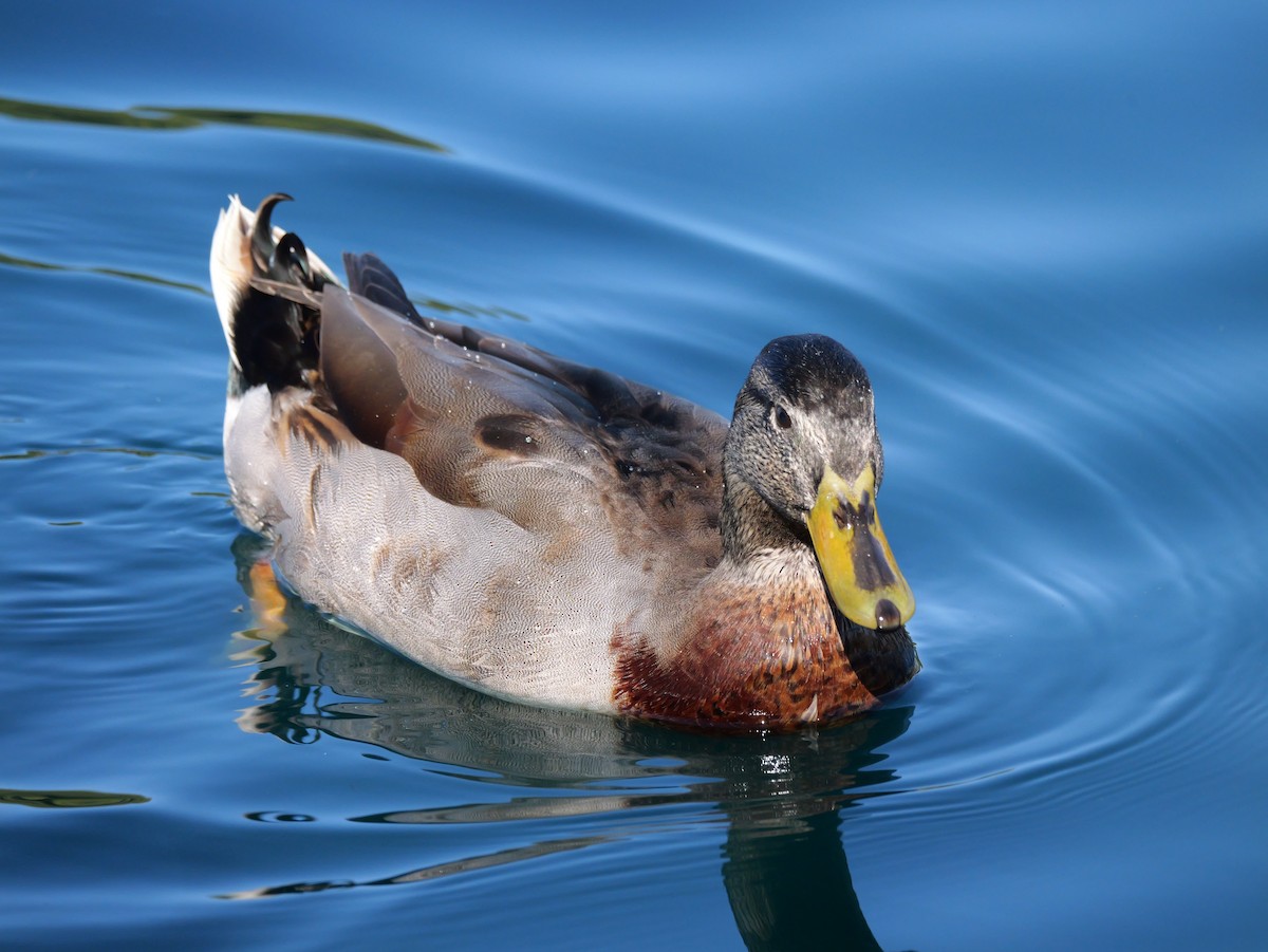 Mallard x Mexican Duck (hybrid) - ML646332530