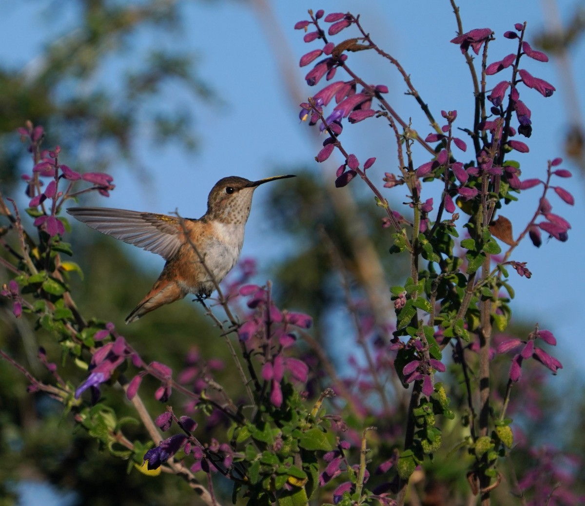Rufous Hummingbird - ML646332531