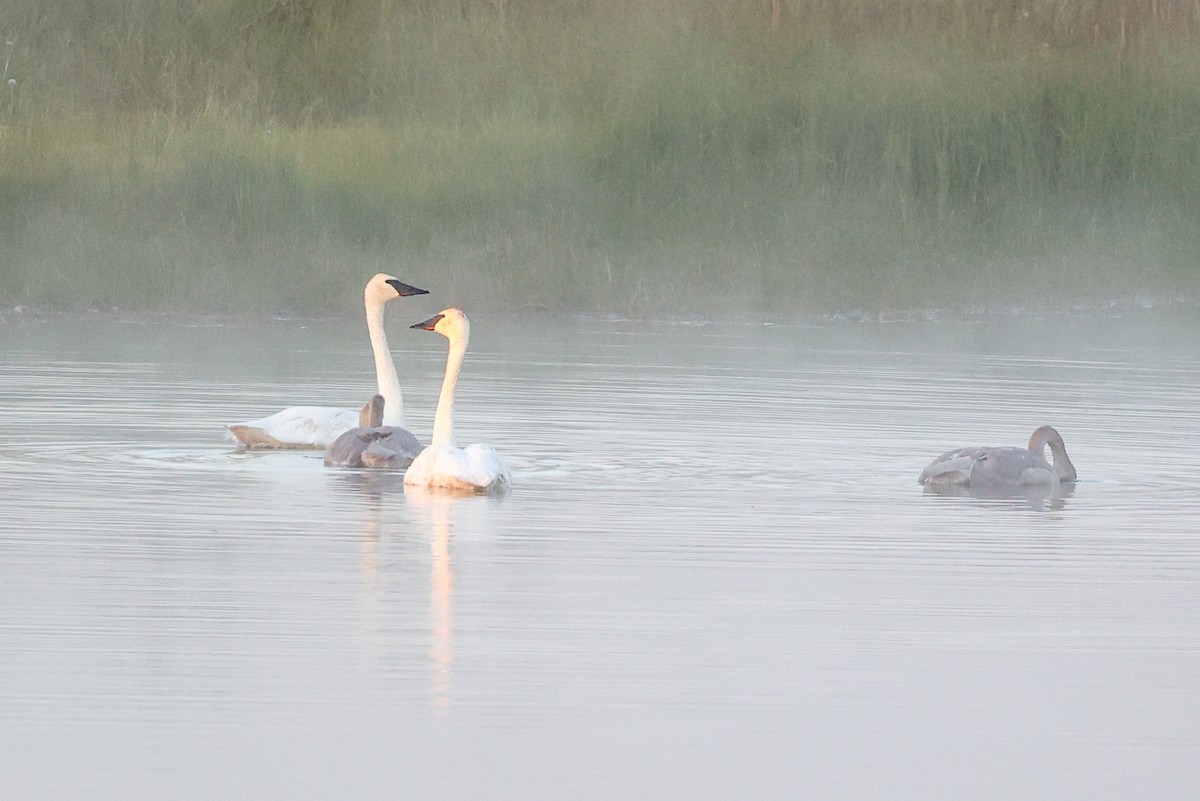 Trumpeter Swan - ML646332534