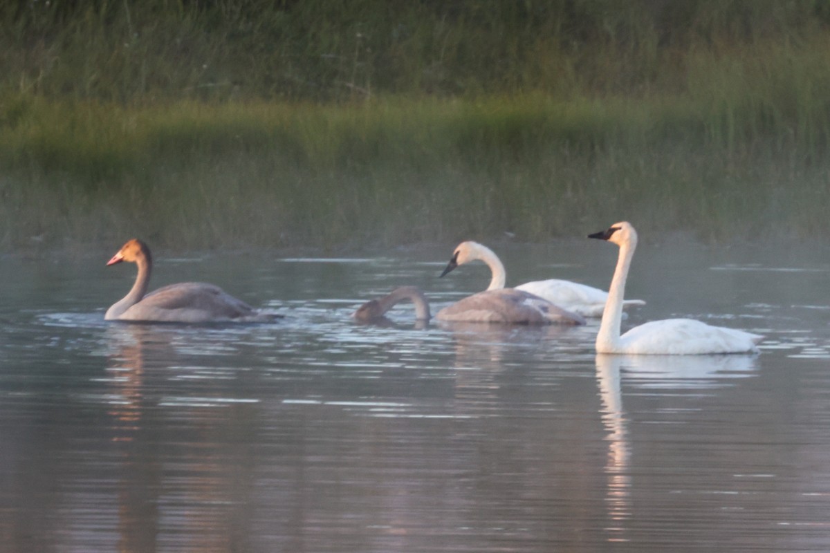 Trumpeter Swan - ML646332535