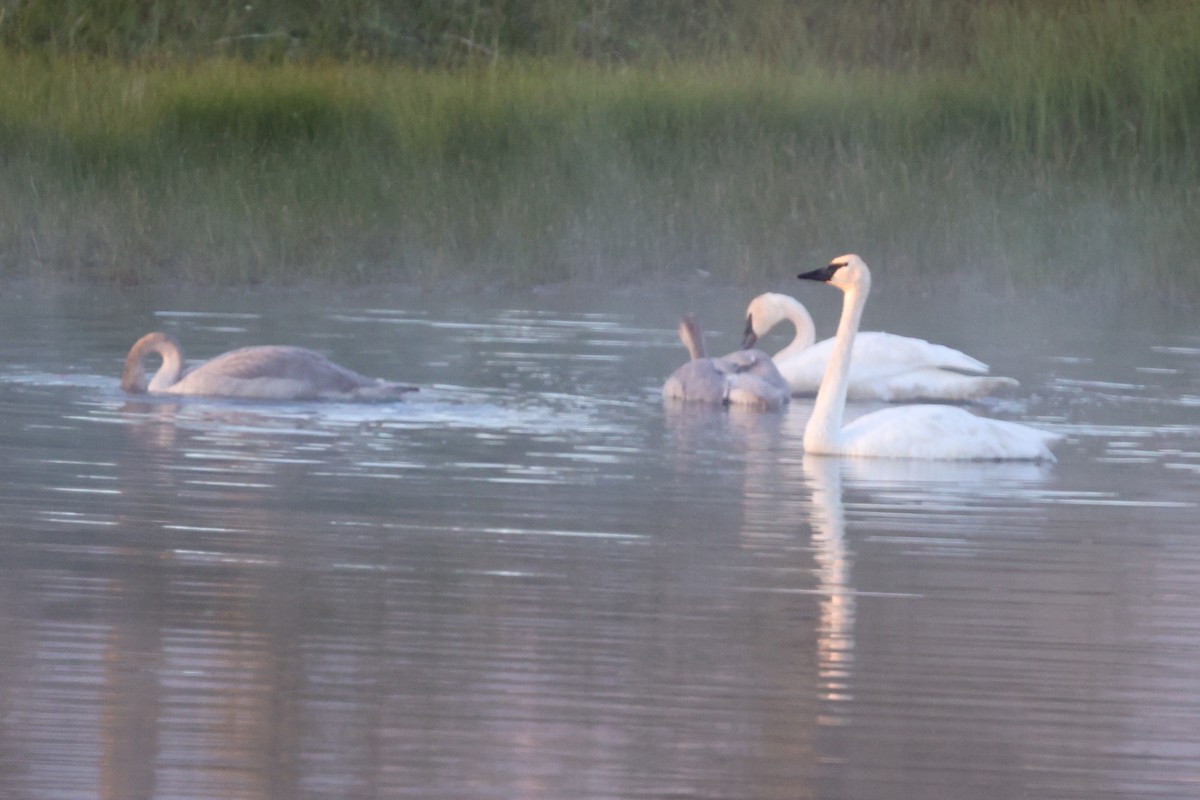 Trumpeter Swan - ML646332536