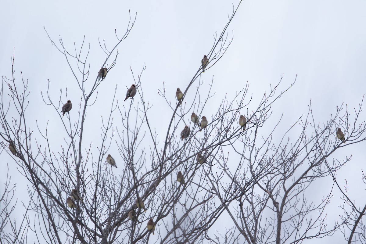 黃連雀 - ML646332540