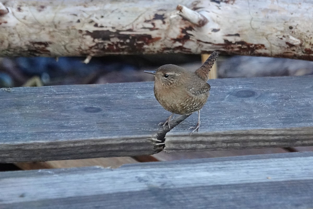 Pacific Wren - ML646332541