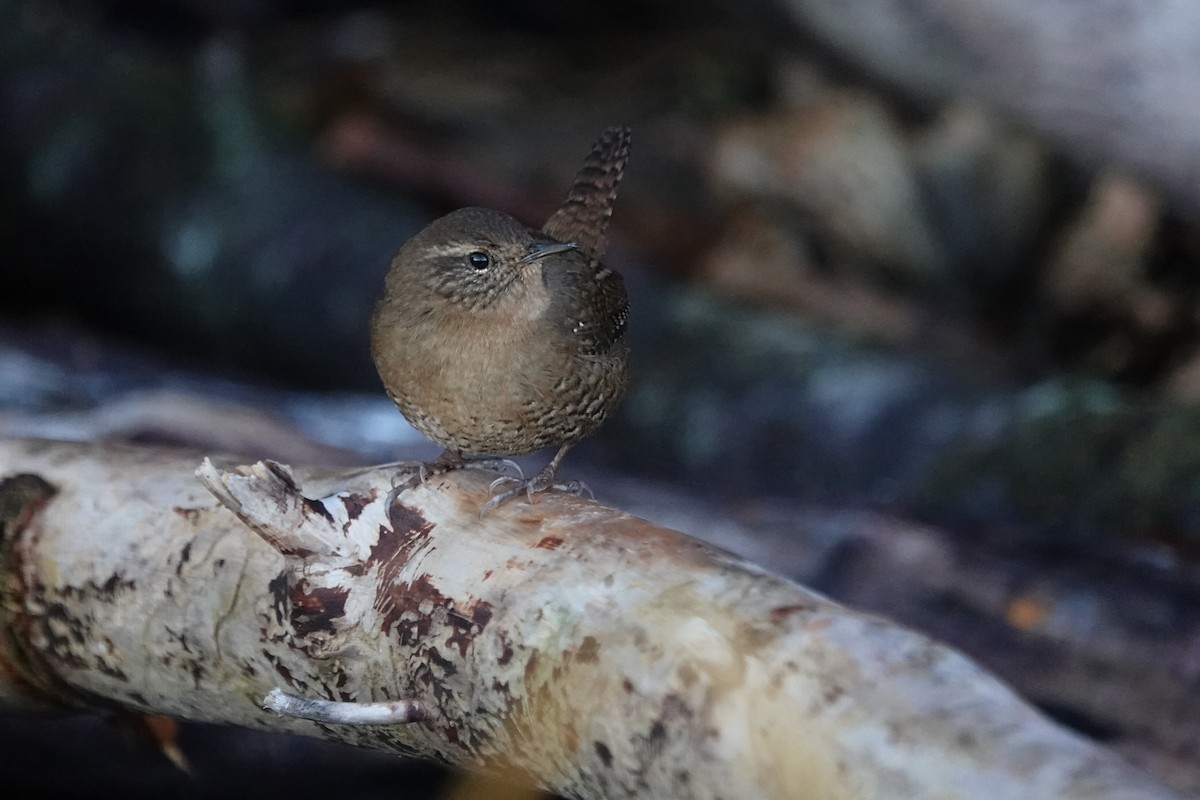 Pacific Wren - ML646332542