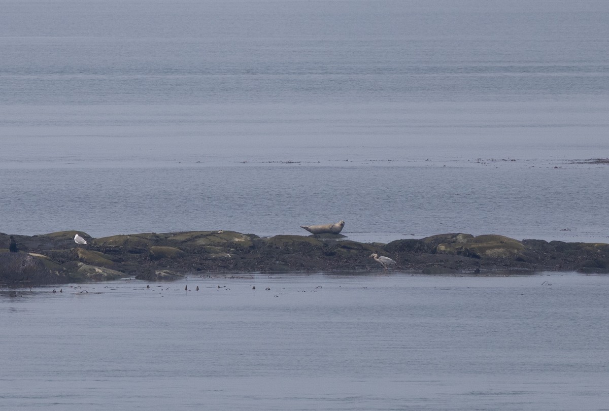 Great Blue Heron - ML646332543