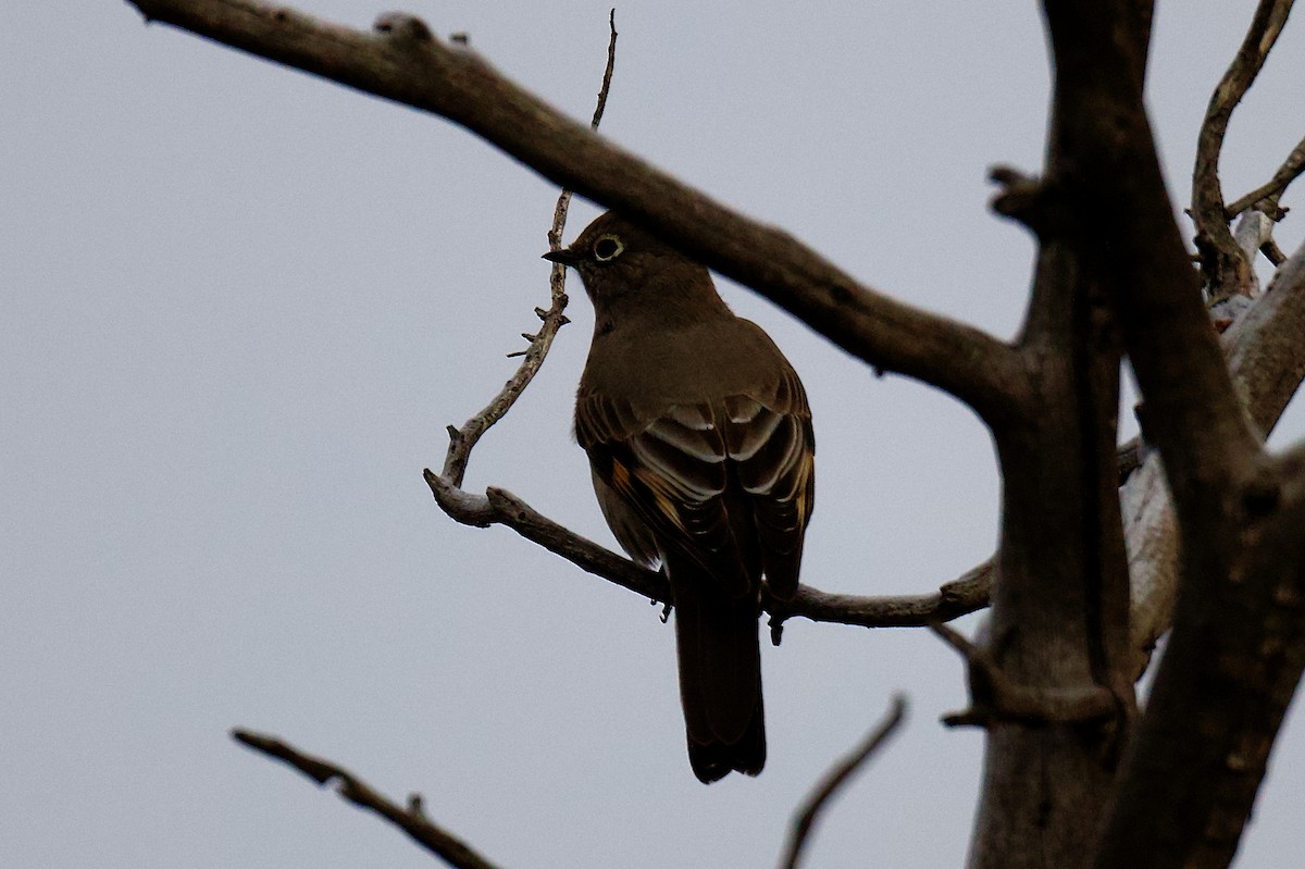Townsend's Solitaire - ML646332544