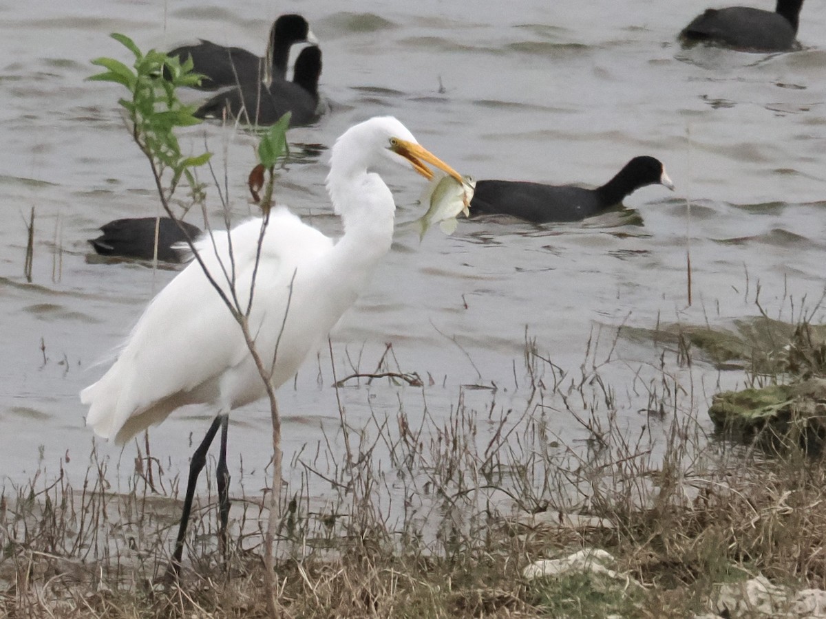 大白鷺 - ML646332545