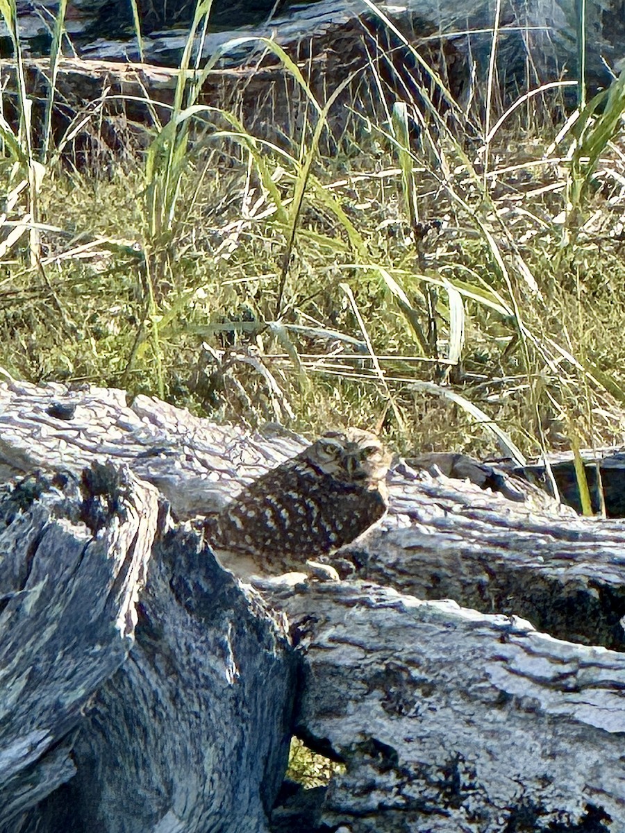 Burrowing Owl - ML646332547