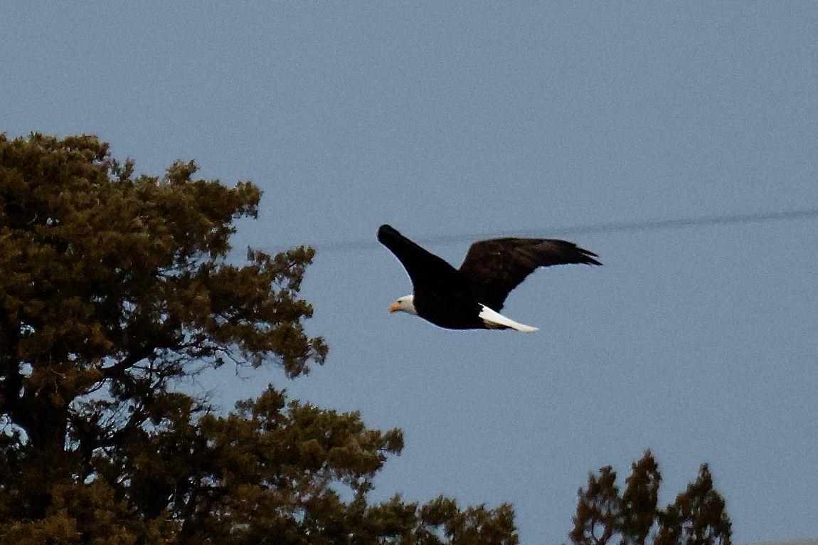 Bald Eagle - ML646332548