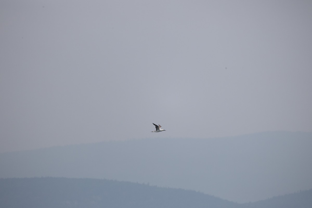 Northern Gannet - ML646332549