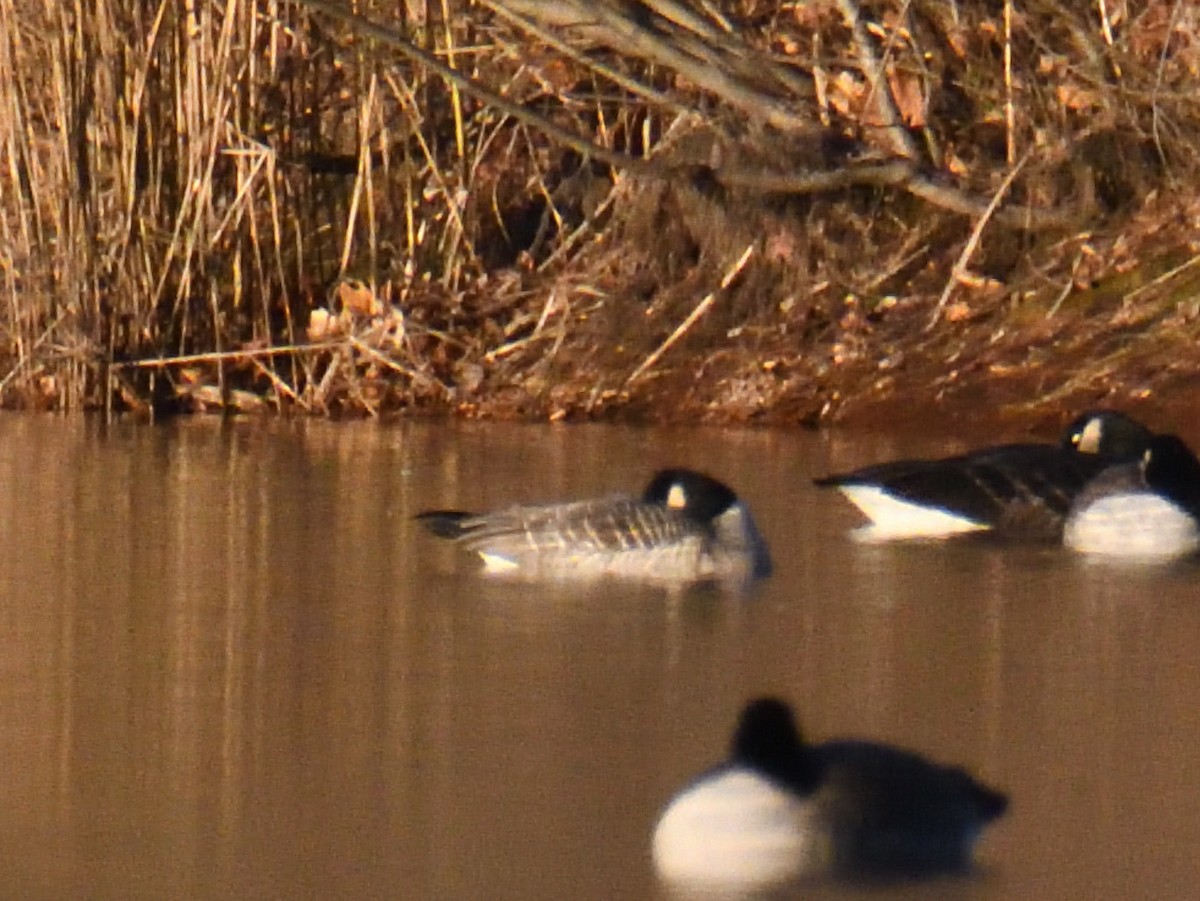 Cackling/Canada Goose - ML646332550