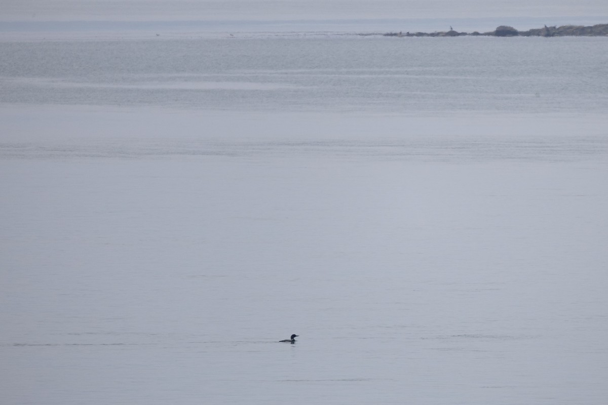 Common Loon - ML646332551