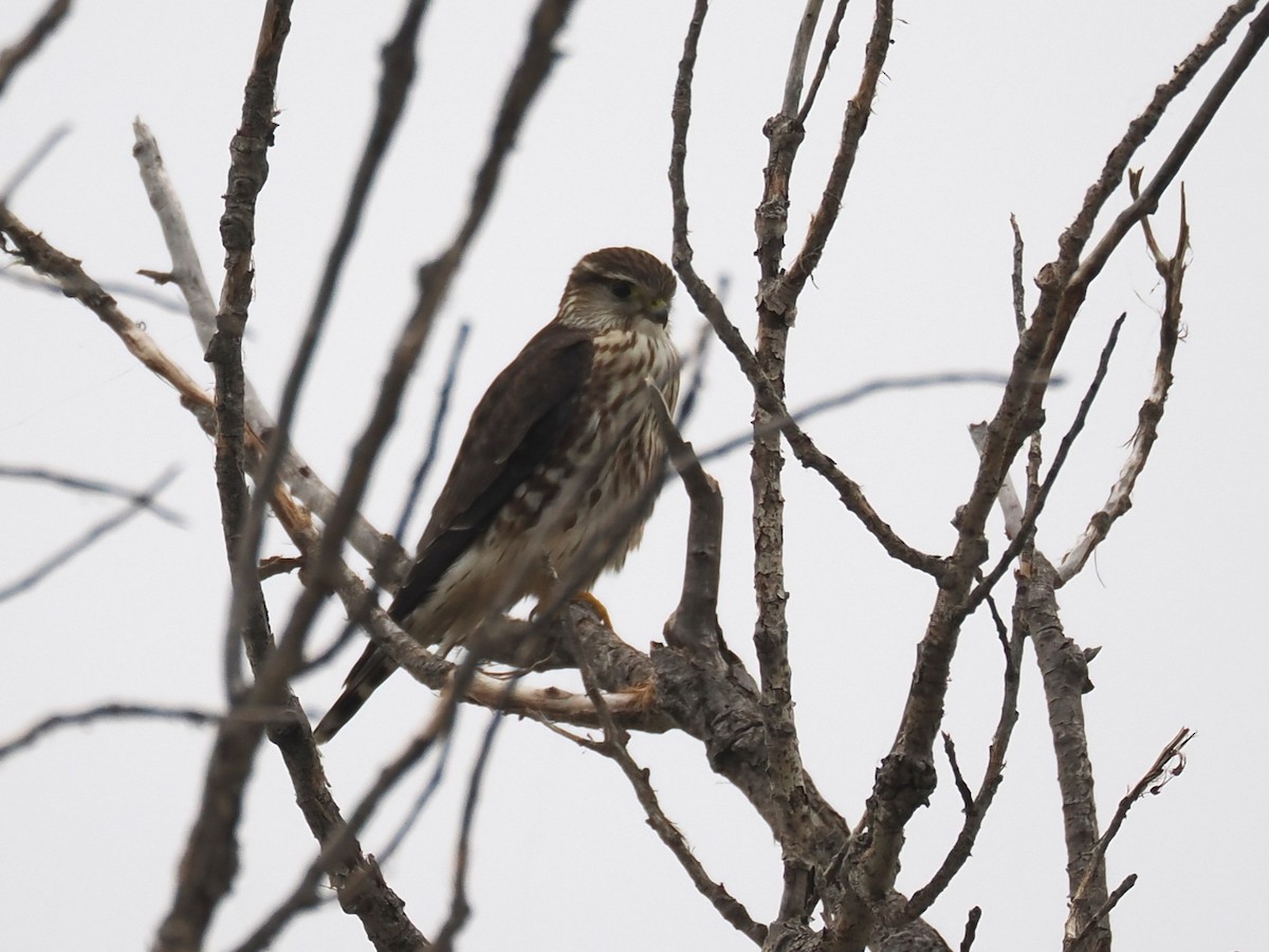 灰背隼 - ML646332552