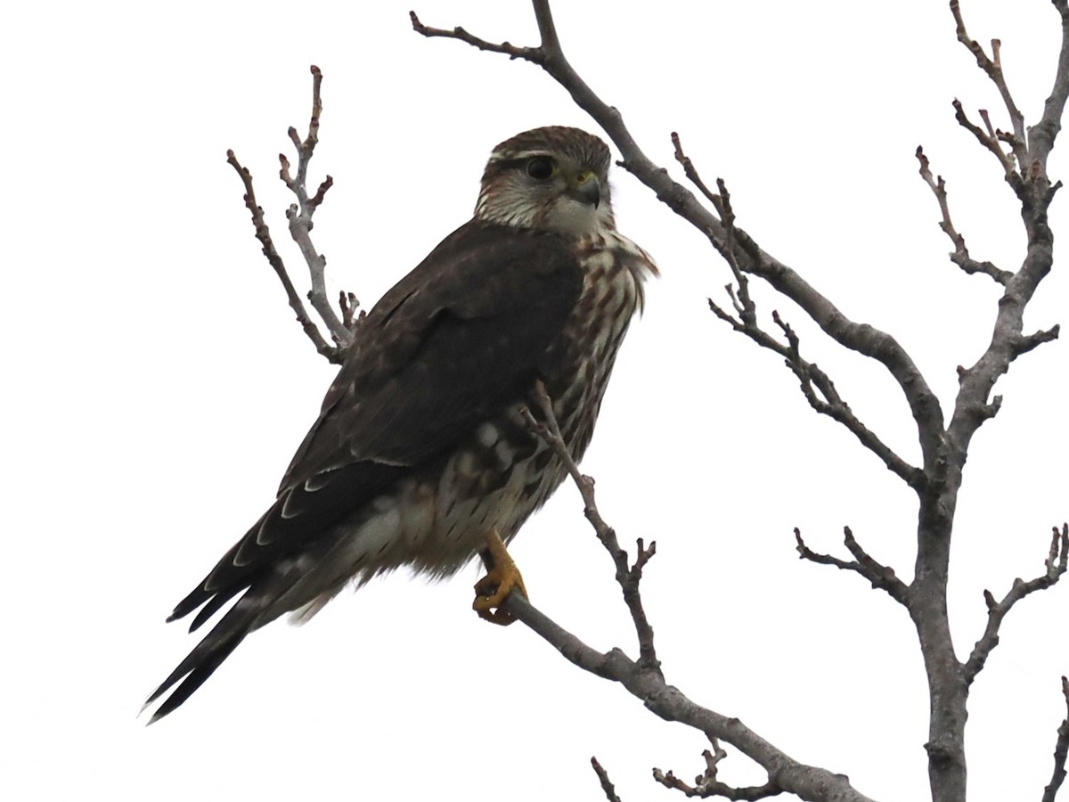 灰背隼 - ML646332553