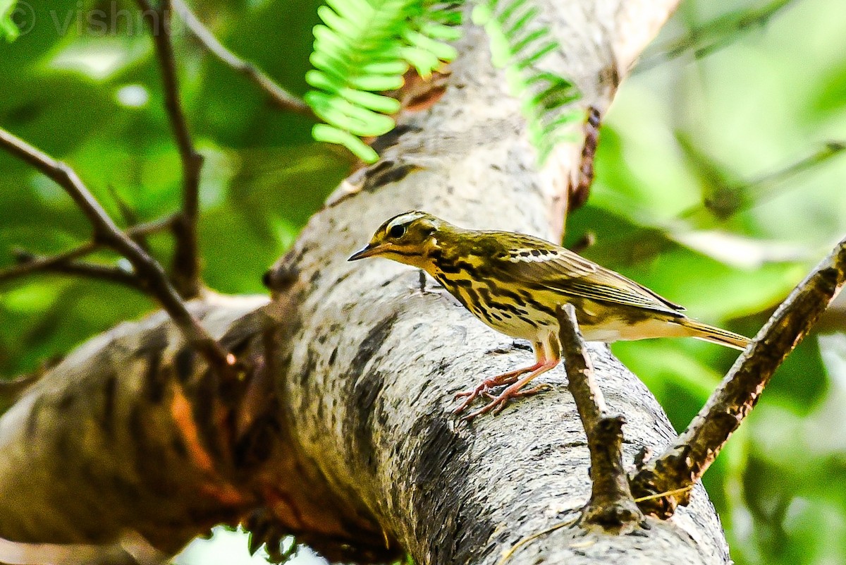 Olive-backed Pipit - ML646332554