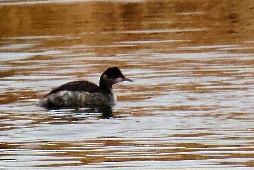 黑頸鸊鷉 - ML646332555