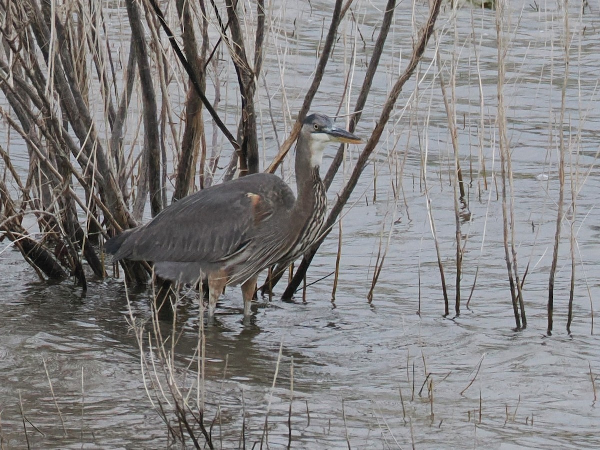 Great Blue Heron - ML646332556