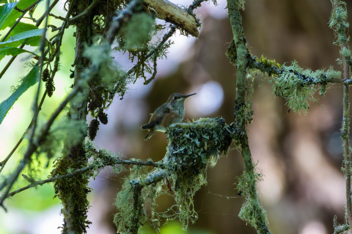 Rufous Hummingbird - ML646332557