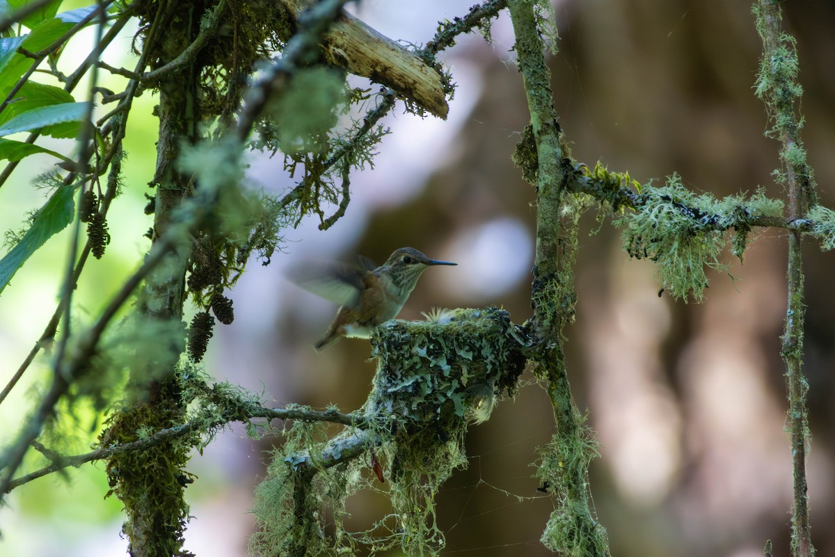 Rufous Hummingbird - ML646332558