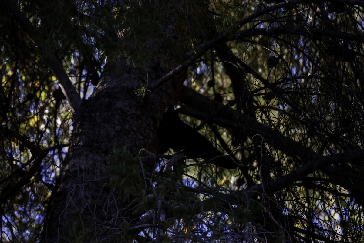 Common Raven - ML646332559