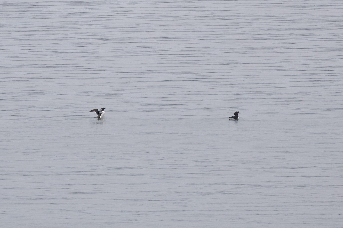 Razorbill - ML646332560