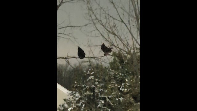 Great Horned Owl - ML646332563