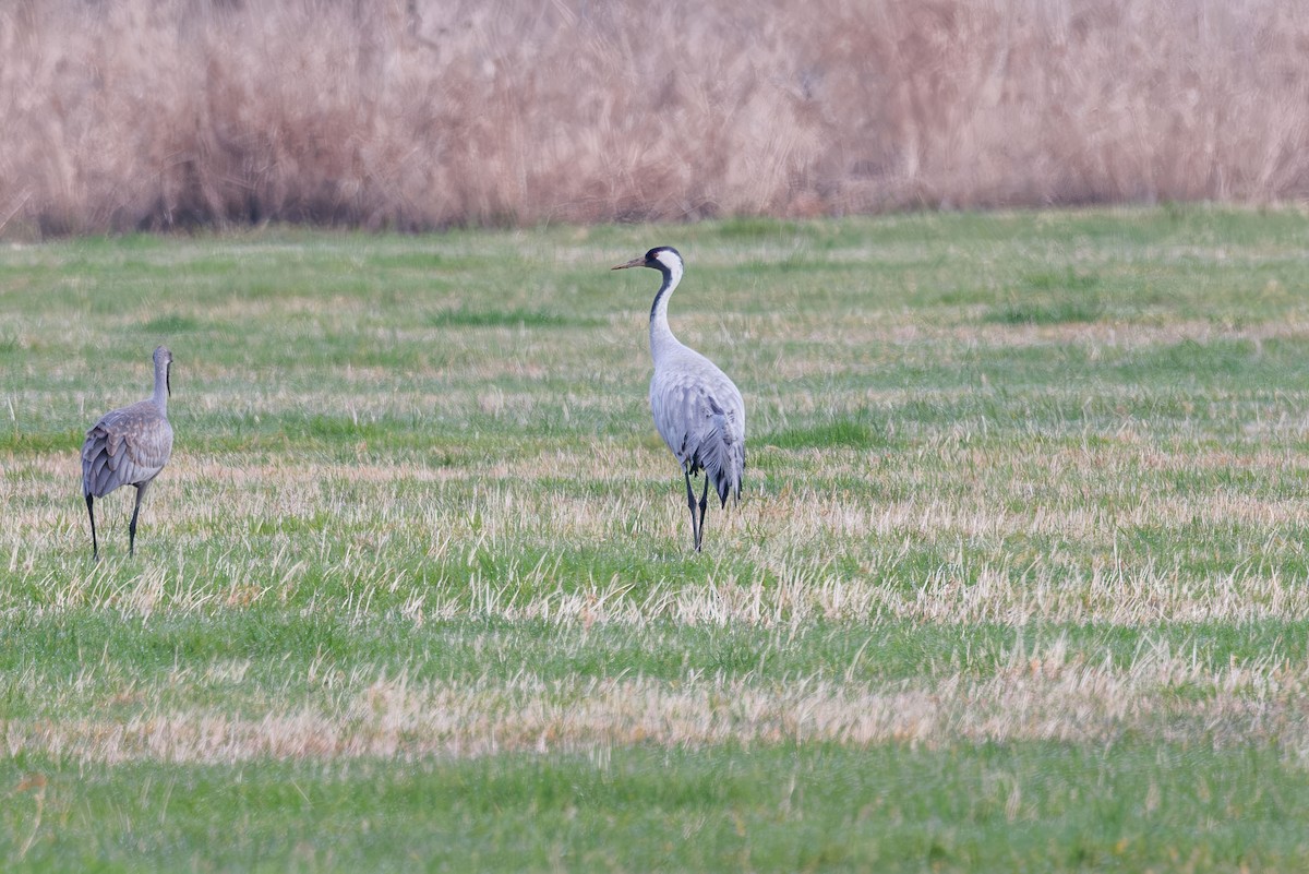 Common Crane - ML646332565