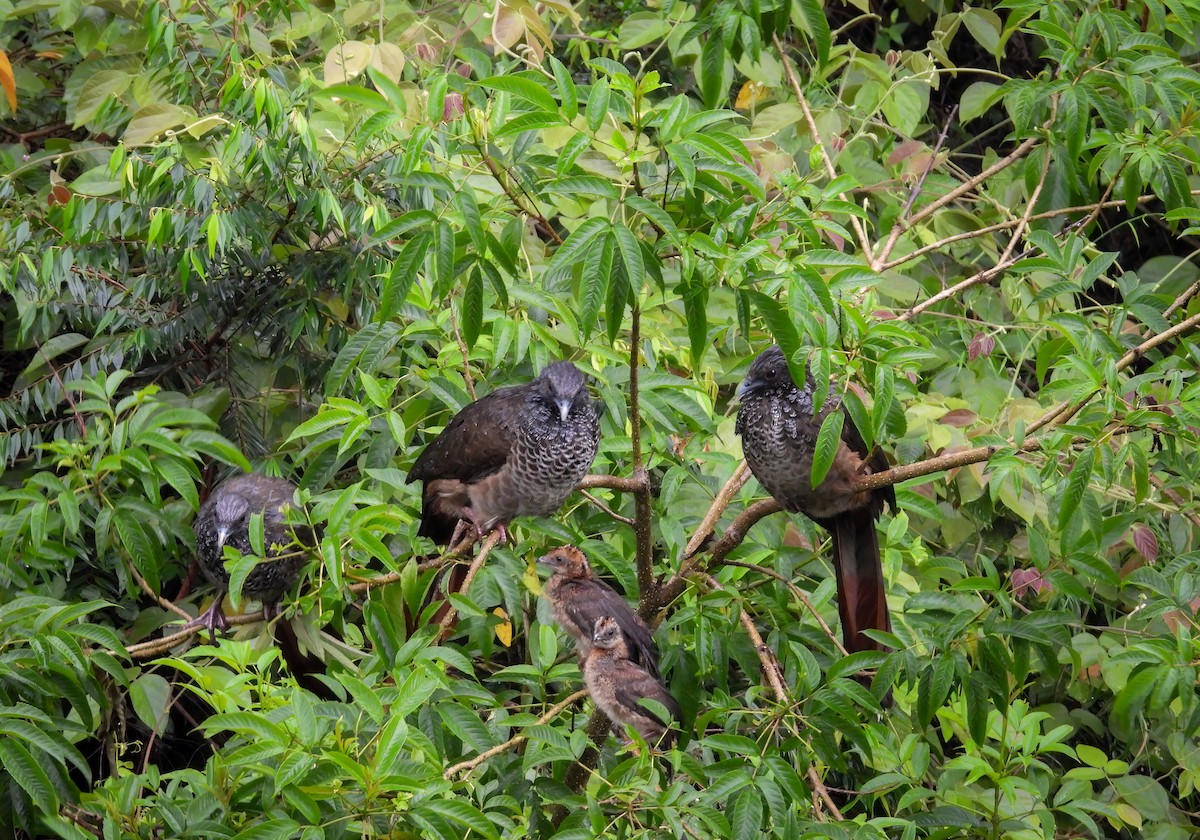 Colombian Chachalaca - ML646332566
