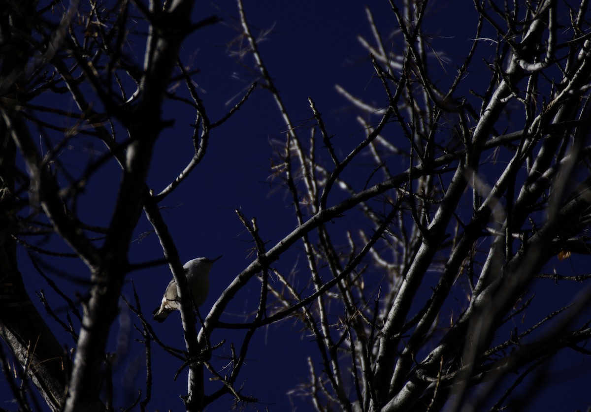 White-breasted Nuthatch - ML646332567