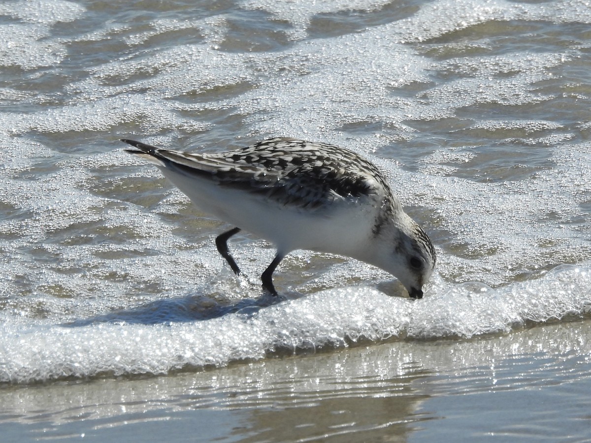 Txirri zuria - ML646332573