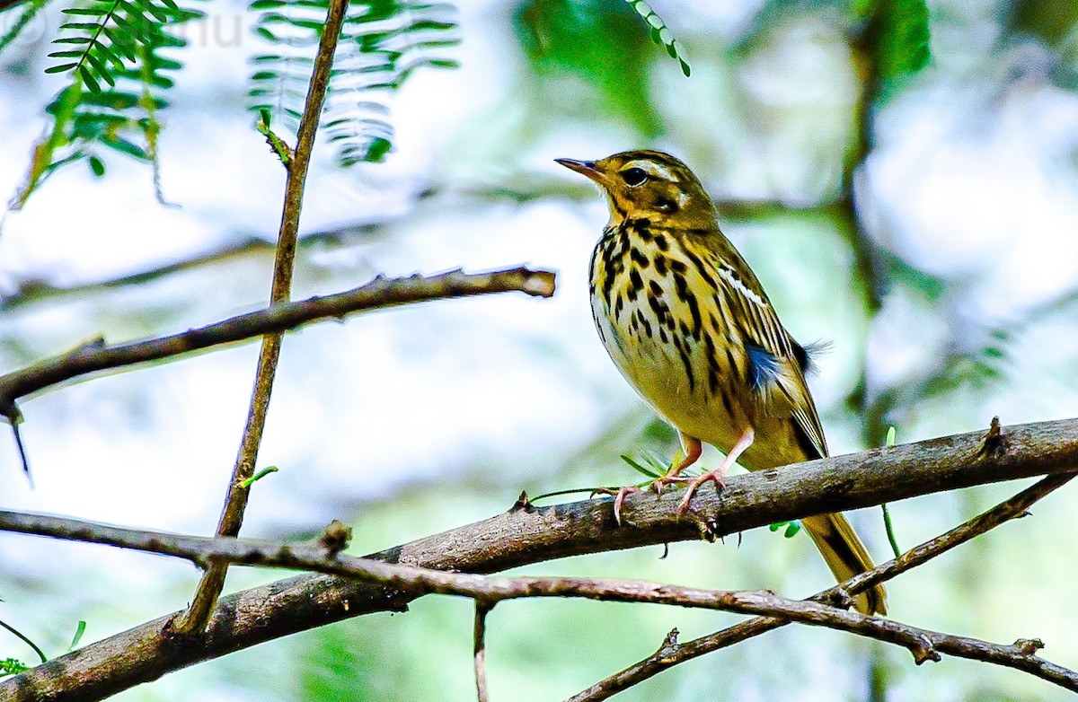 Olive-backed Pipit - ML646332574