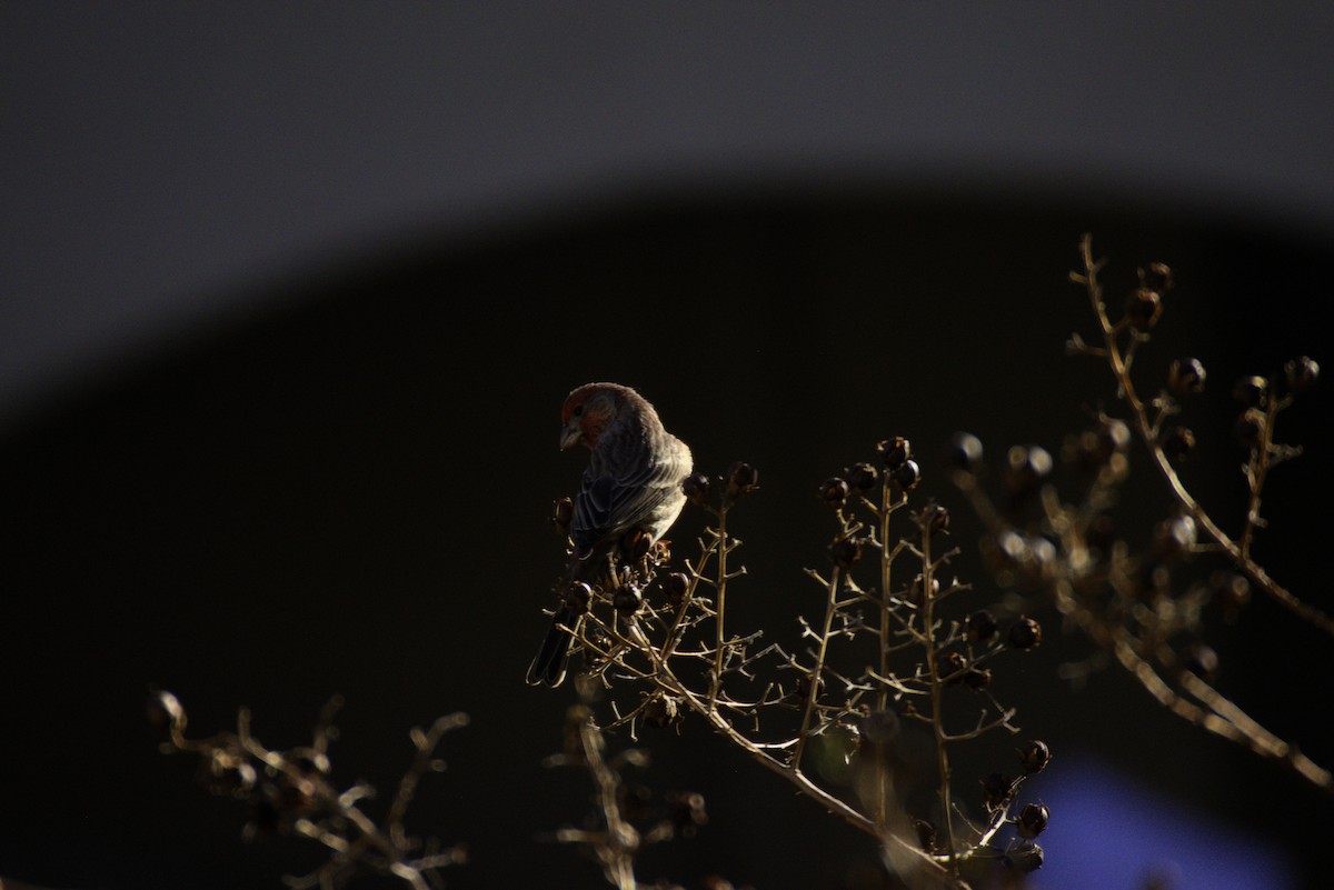 House Finch - ML646332575