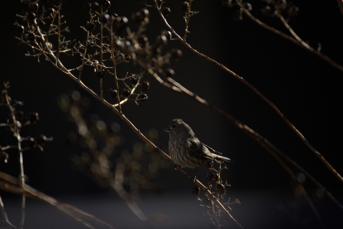 House Finch - ML646332582