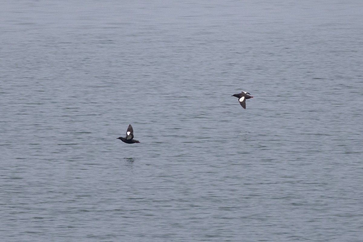 alkoun obecný - ML646332584