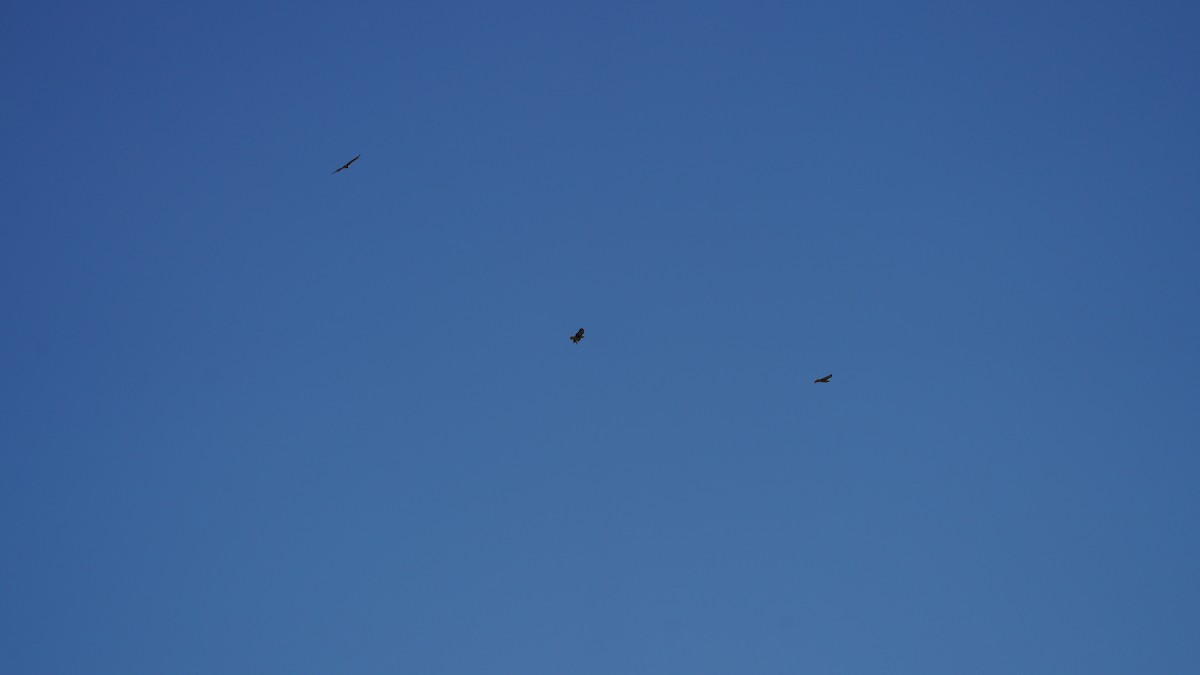 Red-tailed Hawk - ML646332586