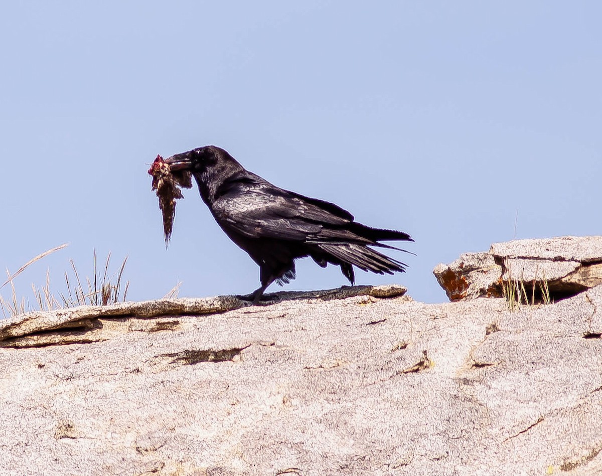 Common Raven - ML646332587