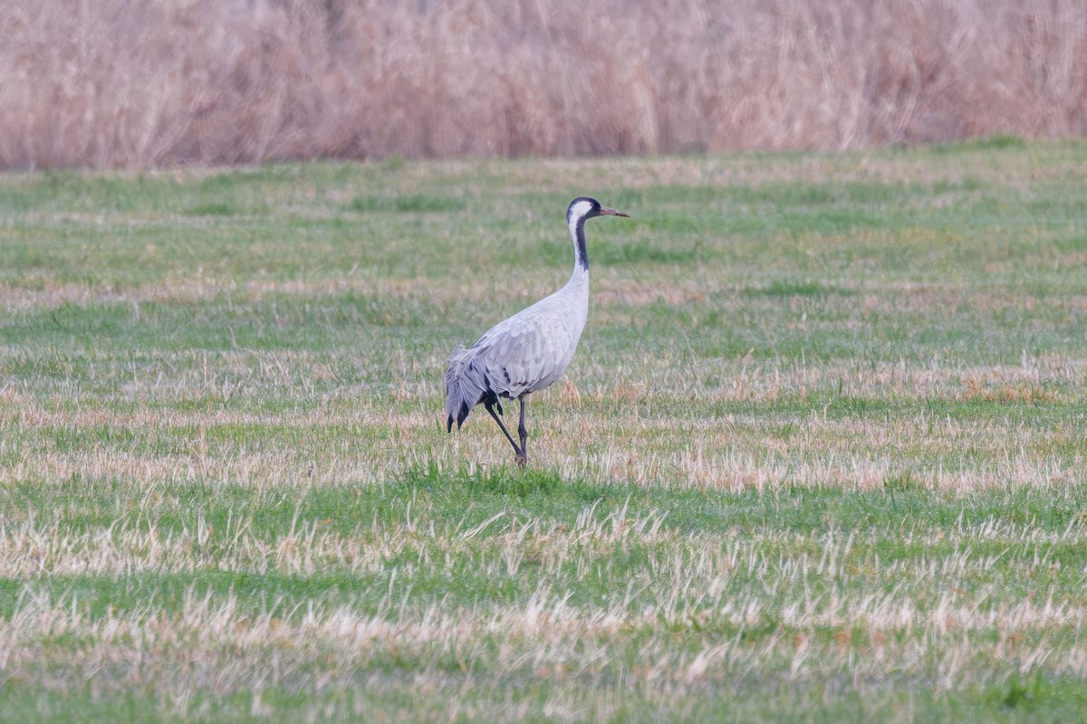 Common Crane - ML646332588