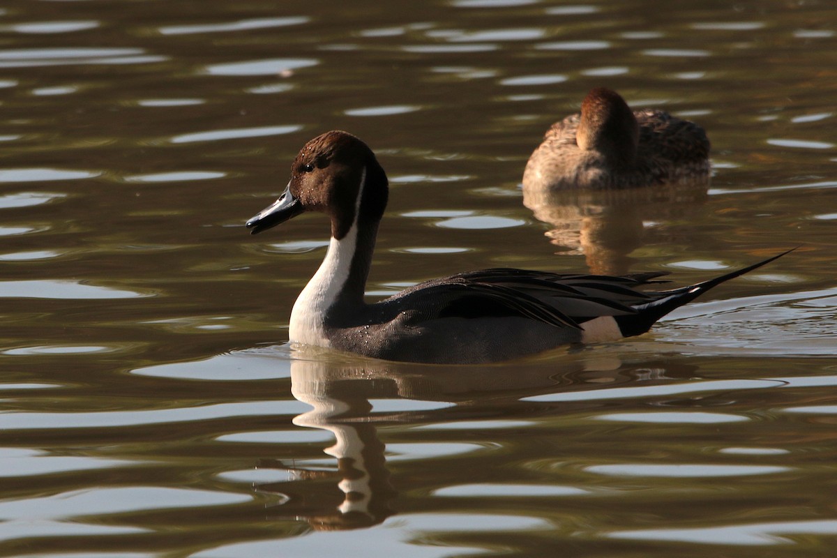 Northern Pintail - ML646332589