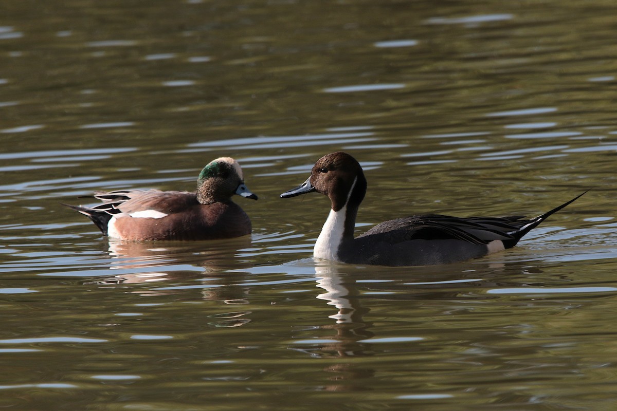 Northern Pintail - ML646332590
