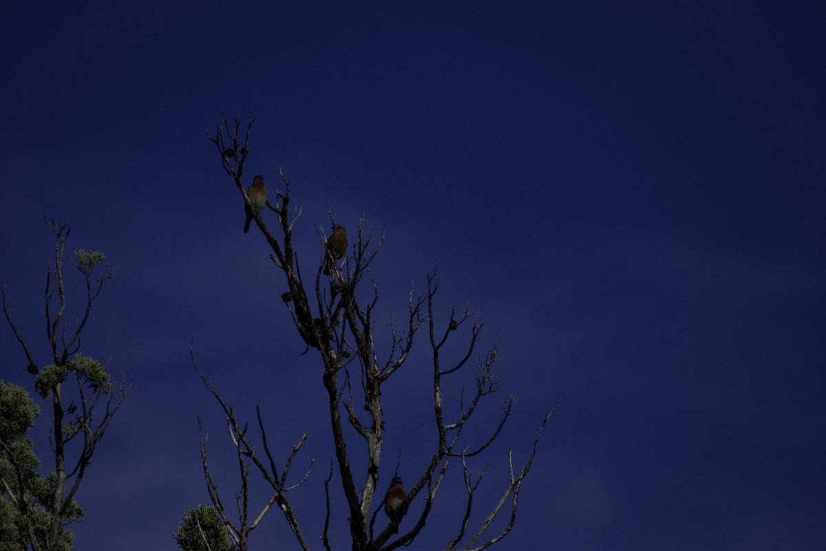 Western Bluebird - ML646332594