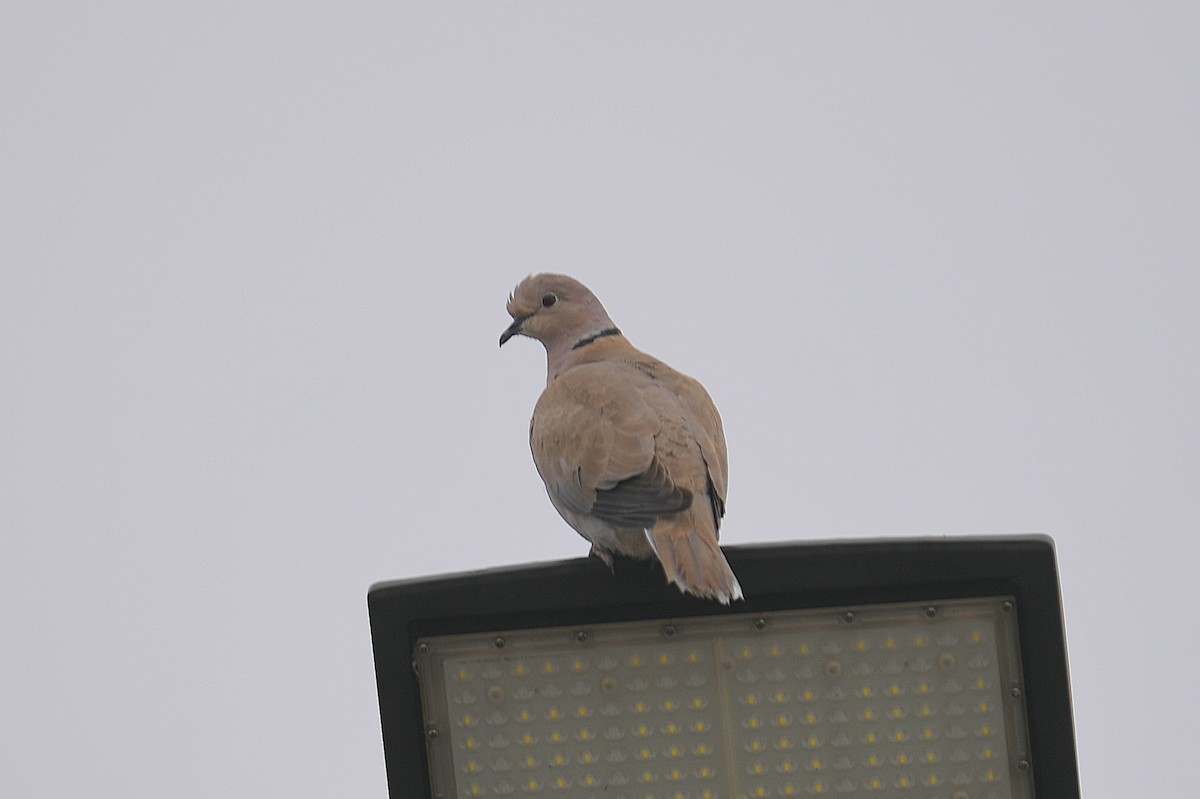 Tourterelle turque - ML646332595