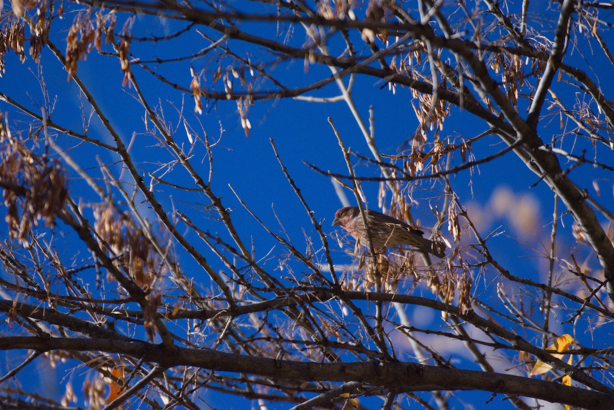 House Finch - ML646332600
